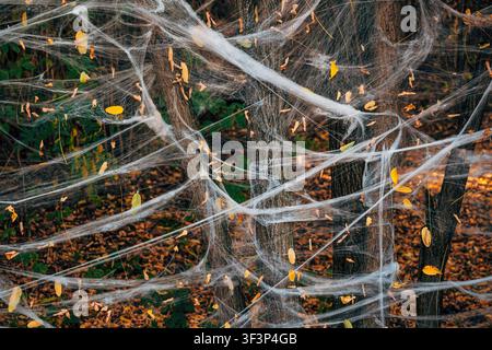 Artificial spider webs stretched across tree trunks in autumn forest, Halloween decoration with dry leaves caught in white fibers. Selective focus. Stock Photo
