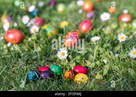 Seven painted quail eggs in vivid colors arranged among blooming daisies on a fresh spring meadow. Blurred Easter eggs in the background add depth to Stock Photo