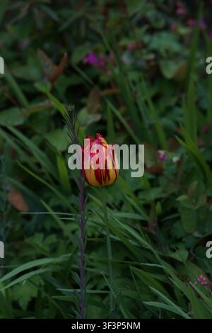 A stunning vibrant rose flower in full bloom, showcasing delicate petals and rich natural detail in an outdoor setting Stock Photo