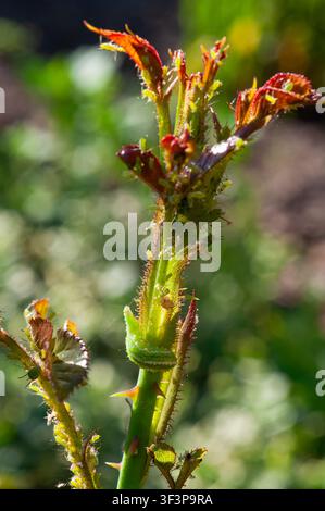Tiny green aphids swarm on a young rose stem, with a ladybug larva also present, highlighting a common garden pest infestation Stock Photo