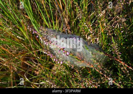 Nursery web of Predatory spider, also known as Cunning spieder, in blooming Heather Stock Photo