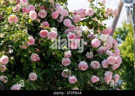 Beautiful cluster of light pink roses blooming on a lush green bush, set against a soft blurred background of purple jacaranda blossoms and clear sky Stock Photo