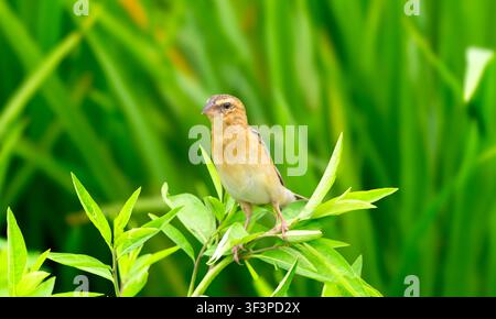 Asian Golden Weaver Perched Among Bright Leaves Stock Photo