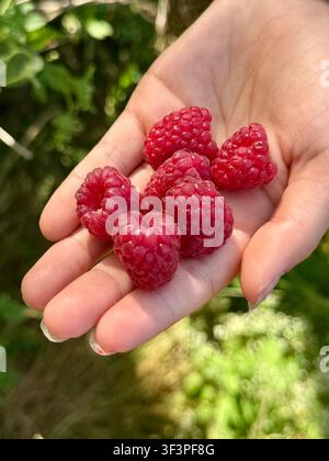 Close-up of a girl's hand holding a handful of freshly picked raspberries Stock Photo