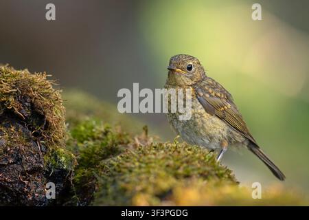 Juvenile European robin Erithacus rubecula perched on a mossy ground, speckled plumage, side view with soft blurred background. Stock Photo