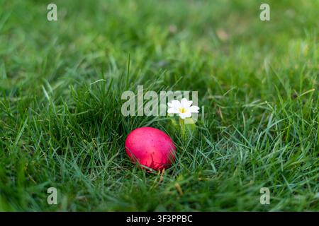 Traditional red Easter egg resting on fresh green ryegrass beside a blooming yellow primrose. Ground-level view in natural daylight with copy space, c Stock Photo