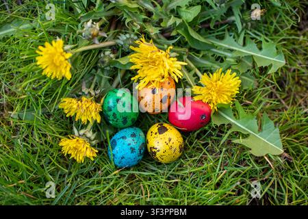 Close-up top view of five colorful quail Easter eggs hidden in green grass among blooming dandelions. Natural outdoor spring scene representing a trad Stock Photo