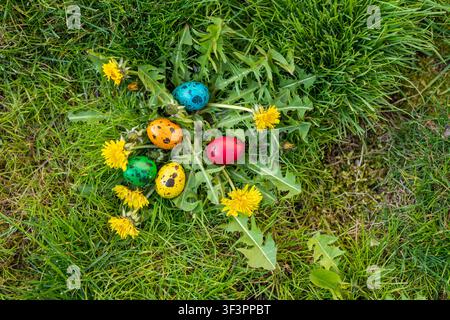 Top view of five colorful quail Easter eggs hidden among blooming dandelions in fresh green grass. Wide composition with generous copy space, perfect Stock Photo