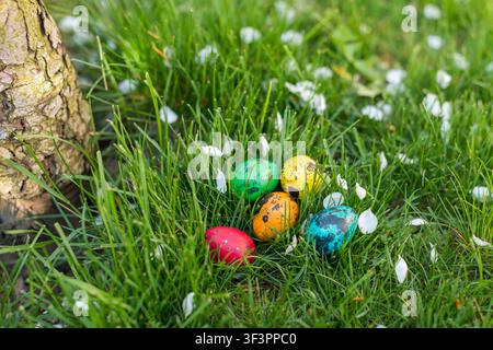 Top view of five colorful quail Easter eggs hidden in green grass beside the trunk of a pear tree scattered with delicate white blossom petals. Natura Stock Photo