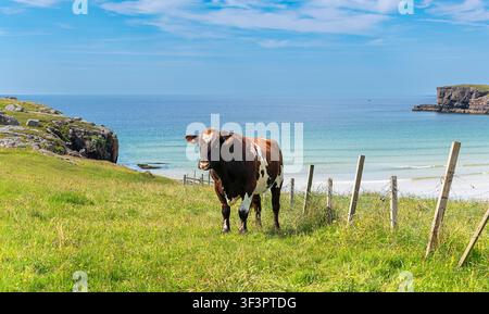 Oldshoremore Sutherland Scotland a young Ayrshire Bull on the grass overlooking the white sand beach Stock Photo