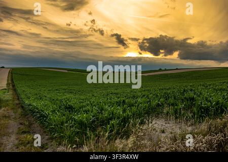 Rolling corn fields beneath a dramatic golden sunset sky over the countryside Stock Photo