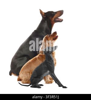 Lovely Italian greyhound, cocker spaniel and doberman. Dogs on white background Stock Photo