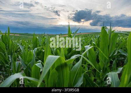 Green corn field beneath dramatic storm clouds over rolling agricultural farmland Stock Photo