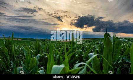 Green corn field at sunset beneath dramatic storm clouds and a glowing evening sky Stock Photo