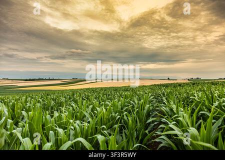 Green corn field stretching across rolling farmland beneath dramatic cloudy skies Stock Photo