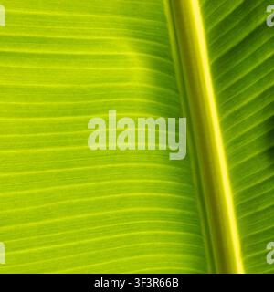 closeup of backlit banana leaf showing pattern and texture Stock Photo
