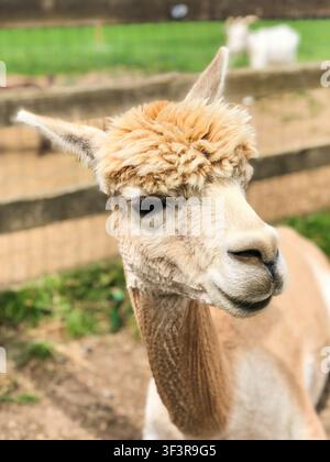 An alpaca with a fluffy tan topknot and an identification ear tag looks curiously toward the camera on a farm, with goats grazing softly blurred in th Stock Photo