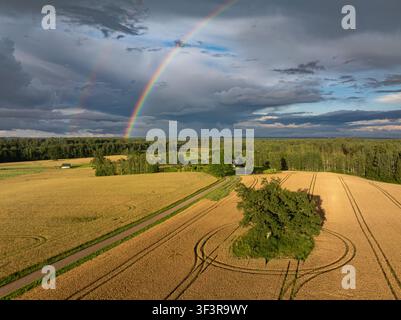 Double Rainbow Over Golden Wheat Fields After Summer Storm in Limbaži Municipality Latvia Stock Photo