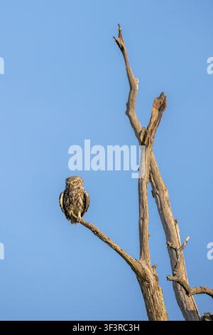 Adult Little owl, Athene noctua, perched on a dead tree branch in rural Staffordshire, England, UK Stock Photo