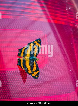 Colorful butterfly on a bright pink textured background with soft light and shadow Stock Photo