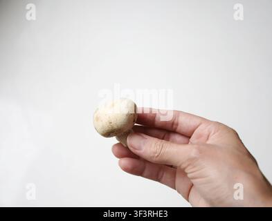Close-up of a hand holding a fresh mushroom, highlighting its natural texture and organic quality. Ideal for concepts related to healthy eating Stock Photo