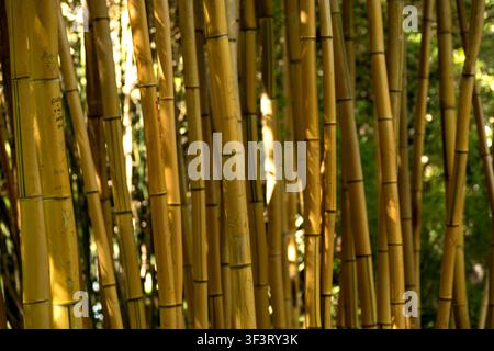 Tall bamboo stalks grow closely together in a sunlit grove, creating a textured natural background with soft green bokeh. Stock Photo