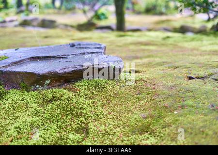 Close-up macro photograph of vibrant green moss covering the ground, with a large dark wet rock resting on top. Tiny red sporophytes or plant debris Stock Photo