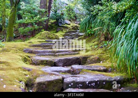 A winding stone pathway covered in vibrant green moss ascends through a dense, lush forest. The irregular stone steps, weathered and ancient-looking, Stock Photo
