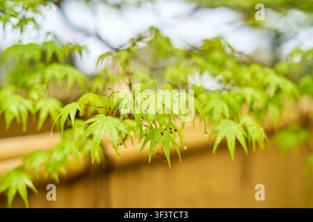 Close-up of vibrant green Japanese maple (Acer palmatum) leaves with water droplets, photographed with shallow depth of field against a blurred Stock Photo