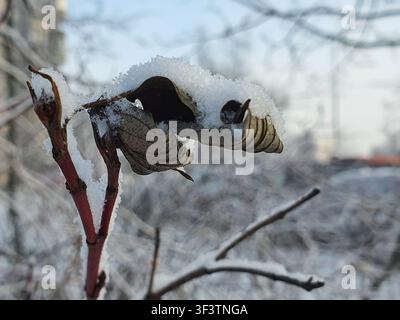Close-up macro photograph of dried, curled brown leaves and reddish stems covered with fresh white snow. The withered foliage creates intricate Stock Photo