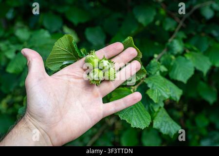 Hazelnuts in Hand, Four Hazelnuts Growing on Hazel Tree Branch Stock Photo