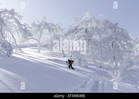Splitboarder skinning uphill in Japan through deep powder snow among frost-covered trees, carving a fresh track on a quiet backcountry slope under win Stock Photo