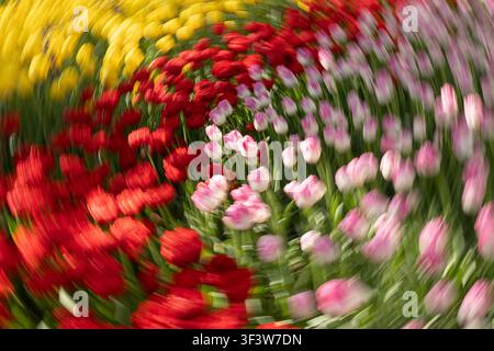 Impressionistic motion blur captures a vibrant tulip flower bed in sweeping red, yellow, and pink tones, creating an abstract spring garden background Stock Photo