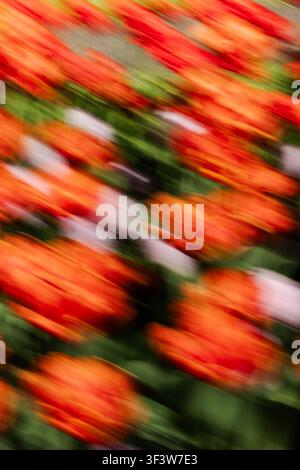 Abstract, impressionistic motion blur of vivid red and orange tulip flowers with green leaves, creating dynamic diagonal streaks and a colorful spring Stock Photo