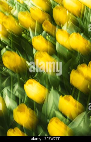 Impressionistic photo of yellow tulips and green leaves with dynamic motion blur, creating an abstract spring floral background full of energy, color, Stock Photo