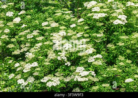 Elderberry tree white flower clusters cover dense green foliage on a lush flowering shrub, creating a fresh spring-summer background ideal for gardeni Stock Photo