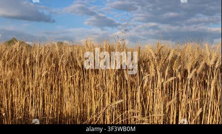 Golden ripe wheat field stretches beneath a dramatic sky filled with textured clouds, capturing the beauty of the summer harvest season and agricultur Stock Photo