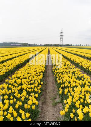 Spring landscape featuring blooming tulip rows stretching toward the horizon under soft overcast sky Stock Photo