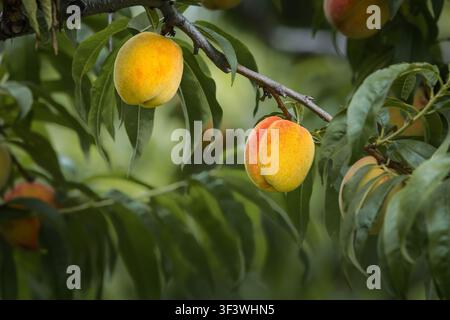 Ripe peaches (Prunus persica) on branches in an orchard at Niagara-on-the-Lake, Ontario, Canada. Stock Photo
