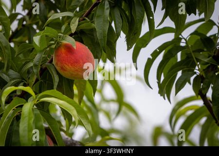 Ripe peaches (Prunus persica) on branches in an orchard at Niagara-on-the-Lake, Ontario, Canada. Stock Photo