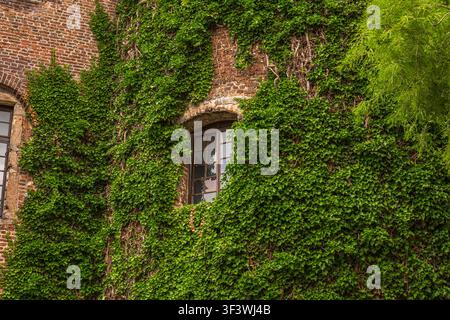 Old brick castle wall covered entirely in lush green ivy with an antique arched window, medieval architecture, and natural plant growth on a historic Stock Photo