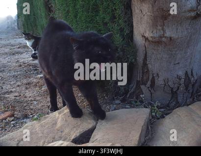 An old black cat stands near a tree, growling angrily as it walks on a rocky path. A second cat is faintly visible in the background, creating a tense Stock Photo