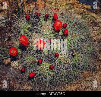 Vibrant Red Claret Cup Cactus Flowers Blooming on Spiny Clump Stock Photo