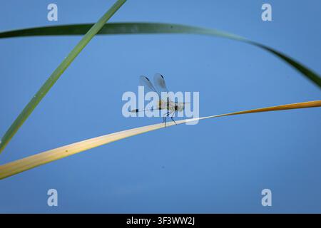 Blue dragonfly perched on a yellow reed with green reeds against a soft blue natural background in wetland habitat. Stock Photo