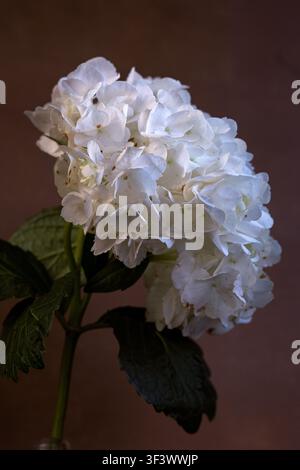 A flower head of white Hydrangea macrophylla against a dark taupe or mauve background Stock Photo