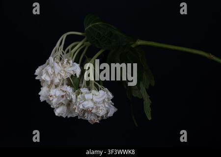A wilting head of white-flowered Hydrangea macrophylla. Stock Photo