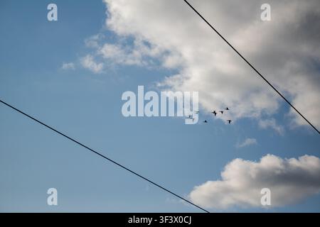 Birds Flying in Sky with Power Lines Stock Photo