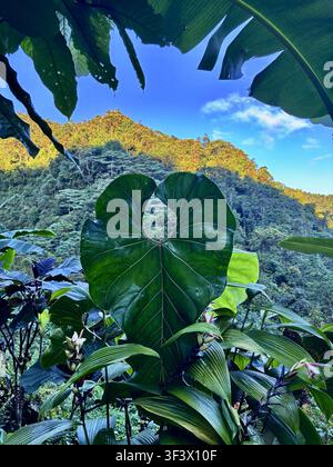 Cloud forests of Mindo, early morning - aroid leaf etc - Ecuador Stock Photo