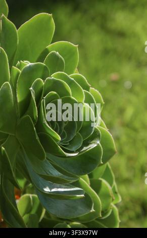 Backlit green succulent rosette close up, showing a natural botanical texture pattern with layered leaves and soft light. Stock Photo