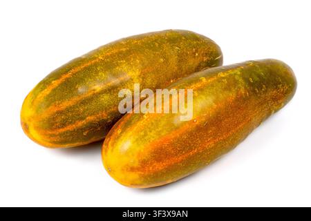 Yellow seed cucumbers on a white background. Two large old cucumbers. Stock Photo
